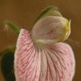 Spanish Trefoil (Lotus purshianus): Species is named after F. T. Pursh, an early American botanist.